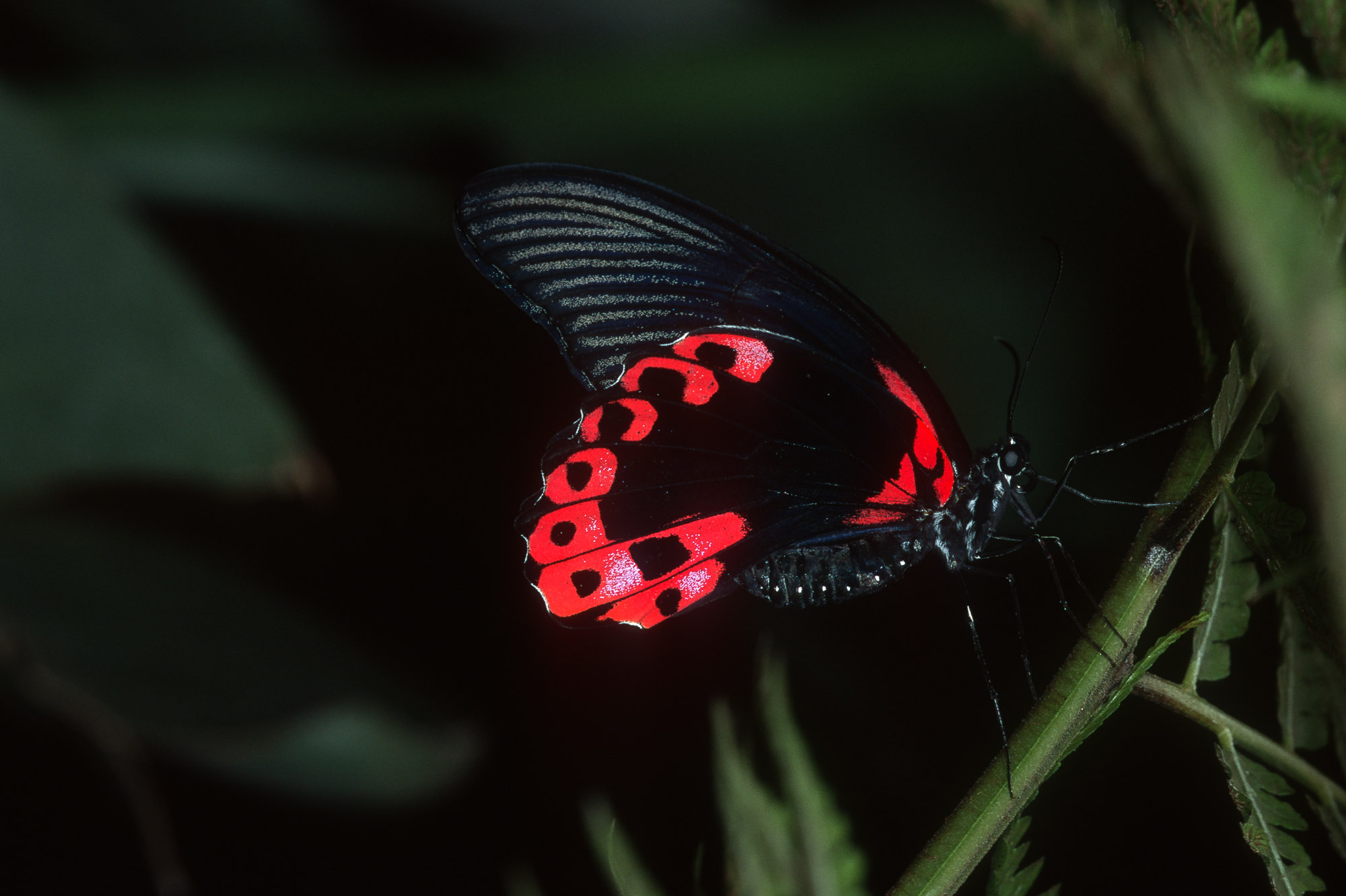 Papillons_214