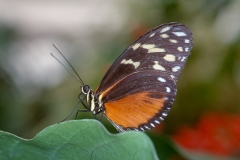 Papillons_103