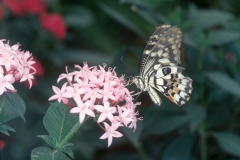 Papillons_105
