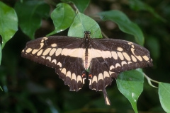Papillons_107