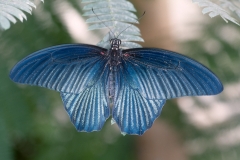 Papillons_108