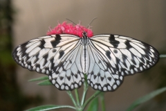 Papillons_109