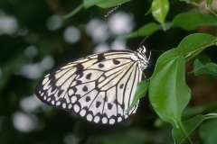 Papillons_111