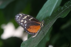 Papillons_112
