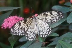 Papillons_113