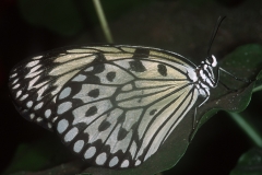 Papillons_202