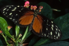 Papillons_204