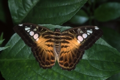 Papillons_208