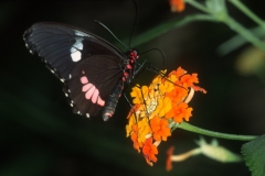 Papillons_209