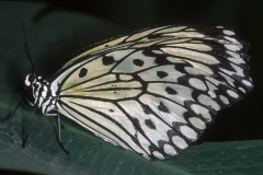 Papillons_210