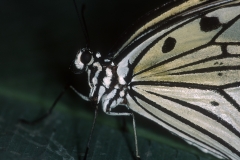 Papillons_211