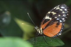 Papillons_213